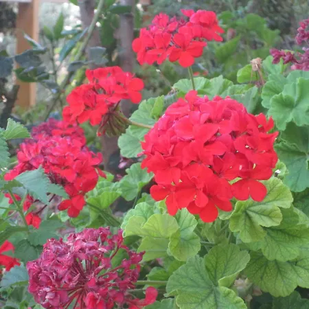 Apart-hotel Irida Georgioupoli